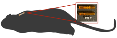 Figure 1: In-vivo dosimetry setup in mouse